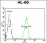 GPR142 Antibody (N-term)